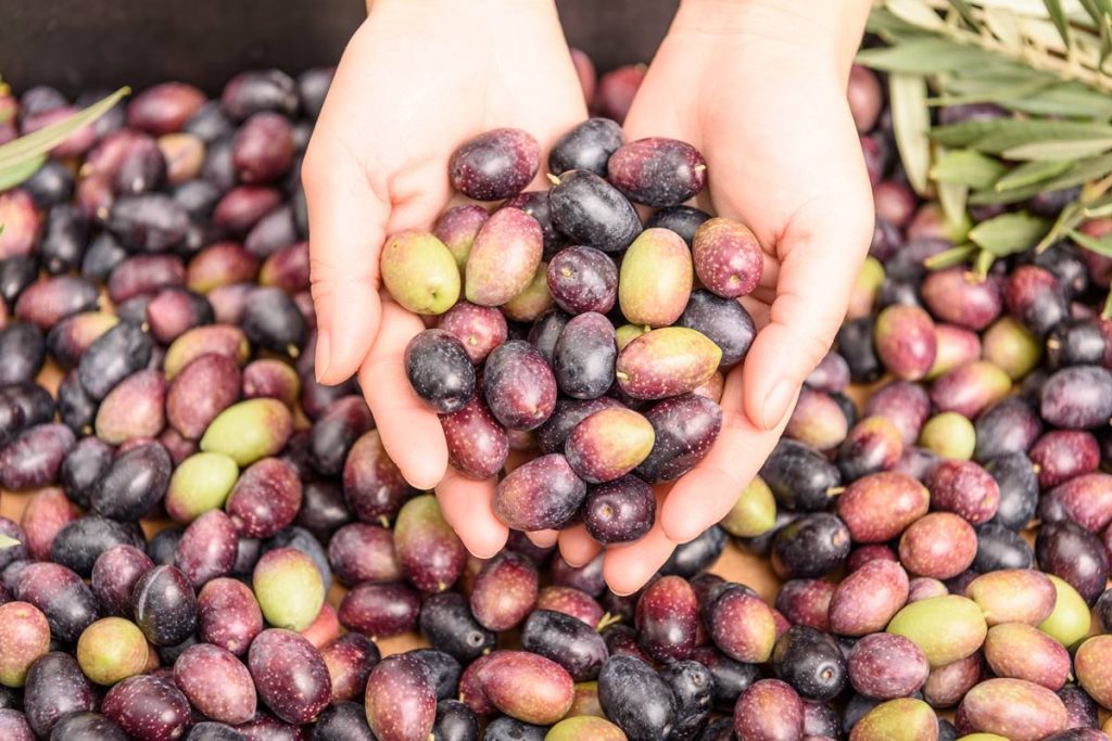 Çizik Siyah Zeytin Nasıl Yapılır?