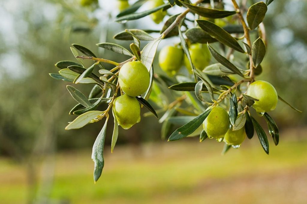 Zeytin ile İlgili Sözler 