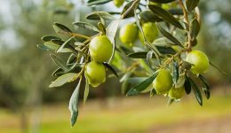 Zeytin ile İlgili Sözler