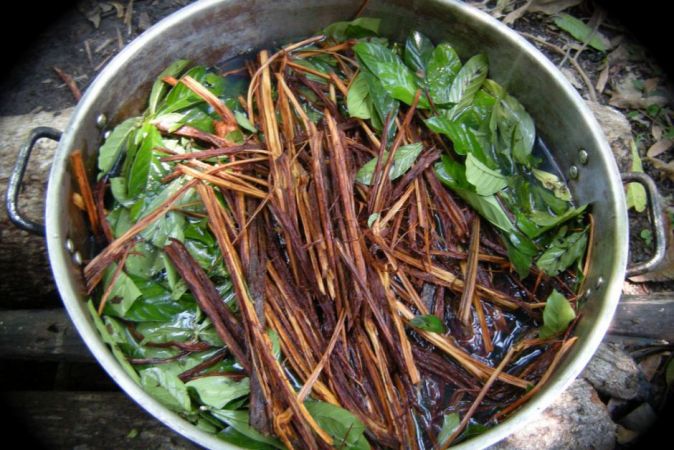 Ayahuasca Tüketimi