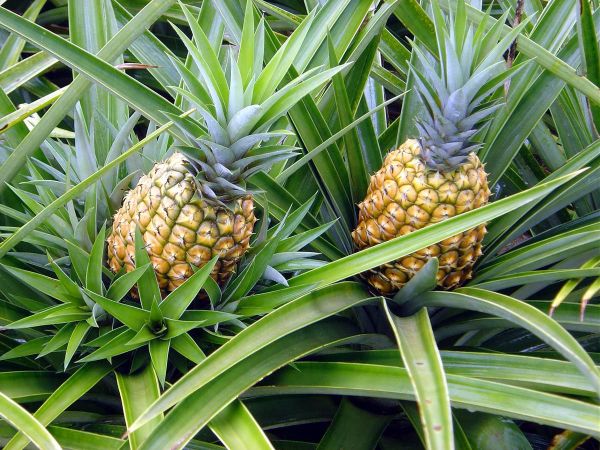 Ananas Nelere İyi Gelir?