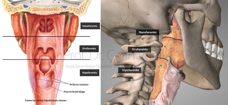 Larinks (Gırtlak) Ve Hipofarinks (Yutak) Kanserleri Ne Sıklıkla Görülür?