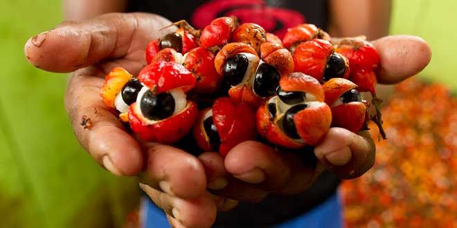 Guarana Nedir