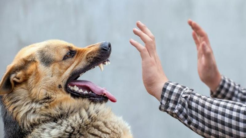 Köpeklerde Kuduz Belirtileri ve Alınacak Önlemler