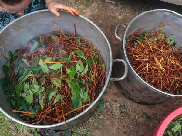 Ayahuasca Seremonisi Kâbusu Yaşattı