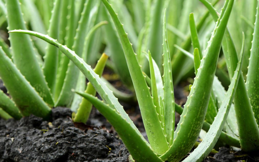 aloe-vera-faydalari-zararlari-ve-kullanimi-65073