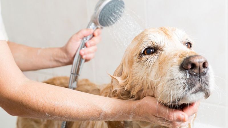 Köpek Nasıl Yıkanır