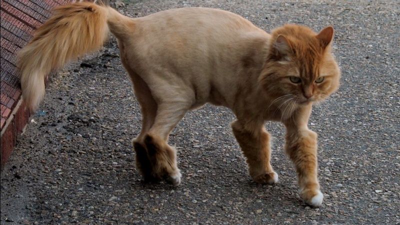 Kedi Tüyü Zararlı Mı