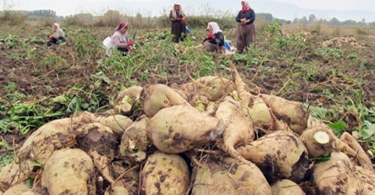 Şeker Pancarı Yemeklerde Nasıl Kullanılır