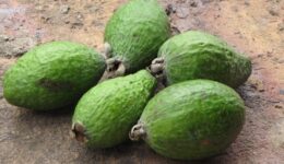 Feijoa Nedir, Yemeklerde Kullanımı Nasıldır? Feijoanın Faydaları ve Zararları