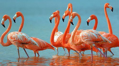 flamingo-ucarmi