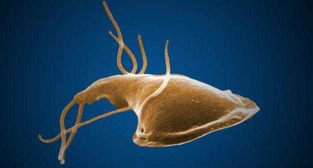 Giardia İntestinalis Hastalığı