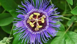 Passiflora Nedir, Nasıl Ve Ne için Kullanılır?