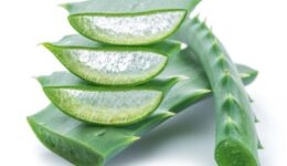 Sarısabır Bitkisi (Aloe vera) Neye İyi Gelir?