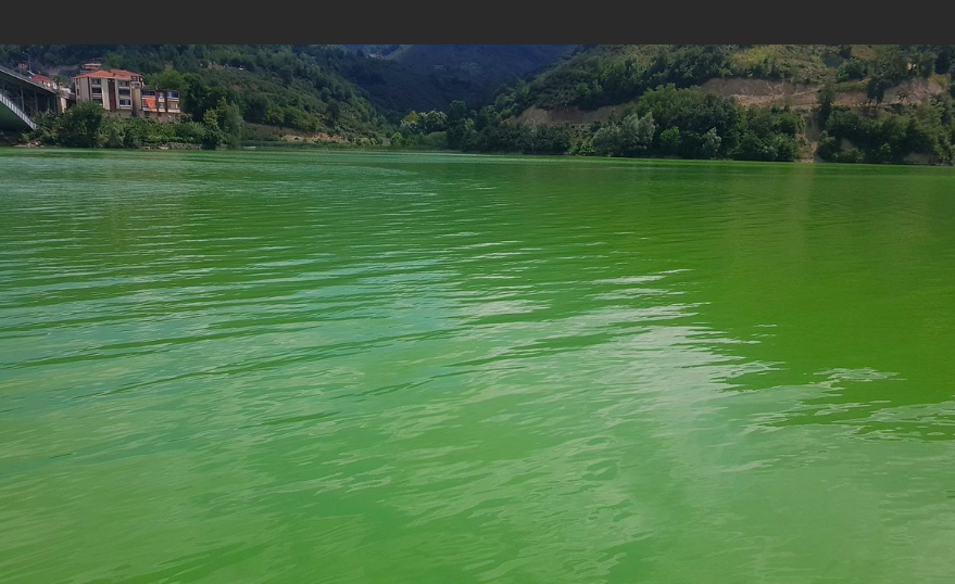 Rüyada yeşil kısnısı görmek ne anlama gelir