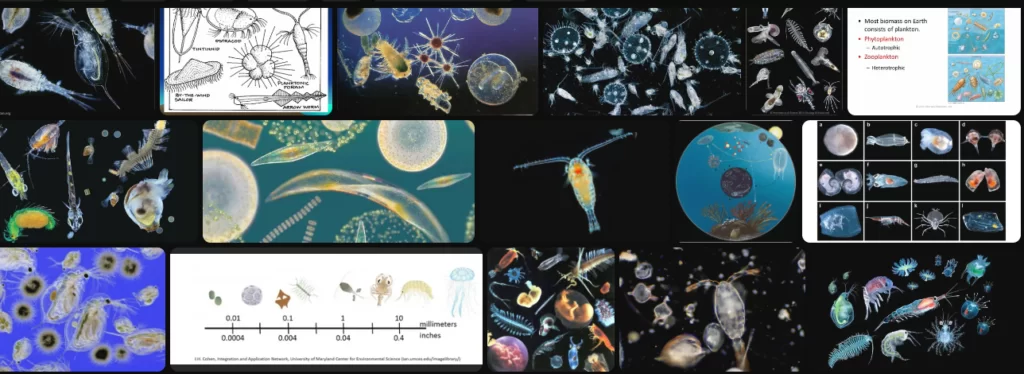 Zooplankton