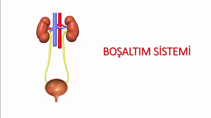 Boşaltım