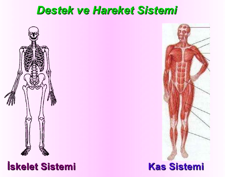 destek-ve-hareket-sisteminin-gorev-yapi-ve-isleyisi-76718