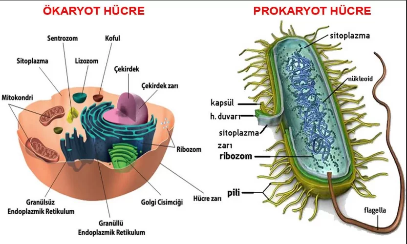 Ökaryot