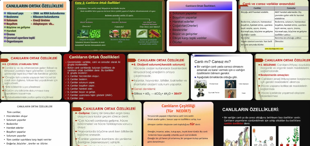 insanin-diger-canlilarla-ortak-ozellikleri-nelerdir-62551