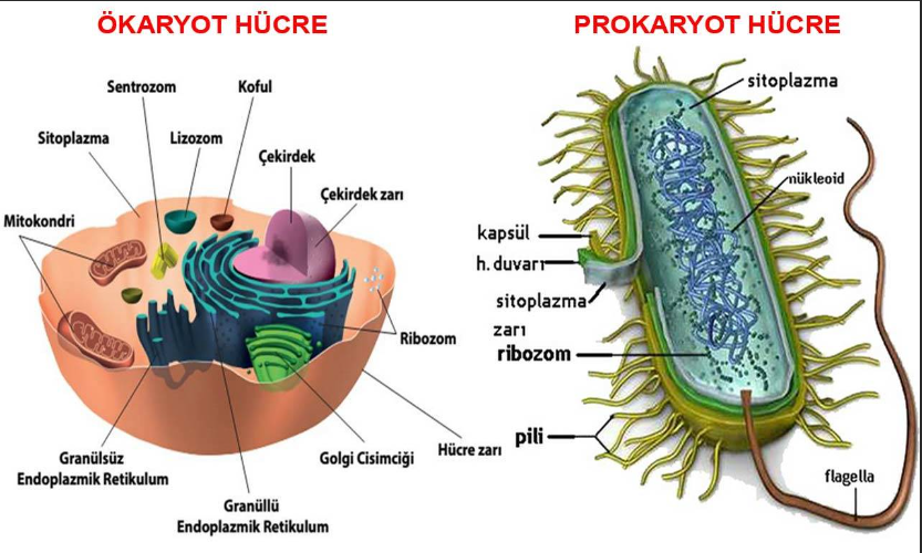 okaryot-ve-prokaryot-nedir-ortak-ozellikleri-neler-65693