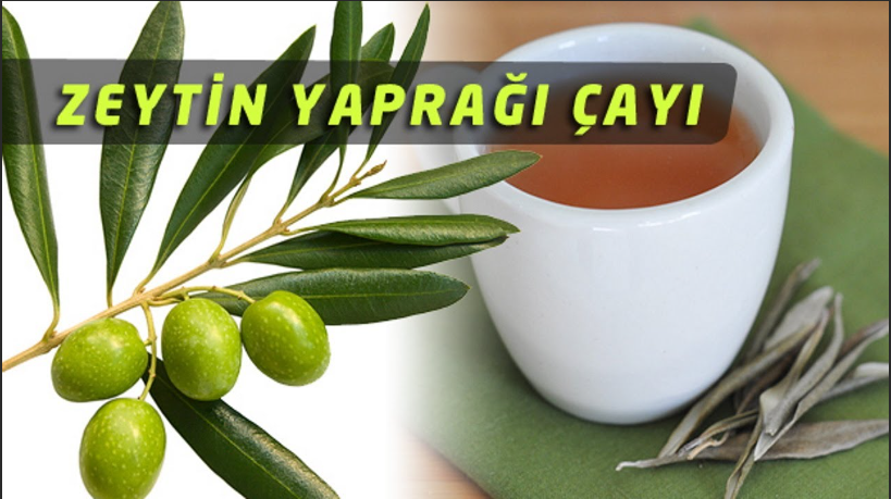 zeytin-yapragi-cayinin-saglimiza-olan-faydalari-ve-zararlari-39399